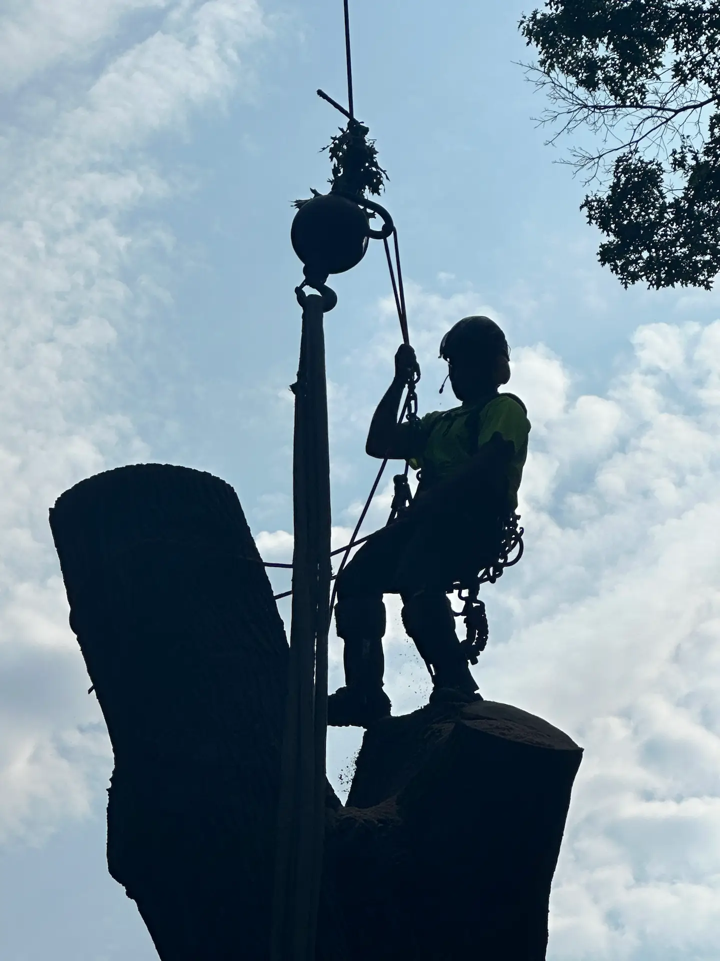Silhouetted arborist using ropes and pulley system to remove a tree section.