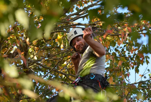 Arborist high in tree, wearing safety gear, pruning branches.