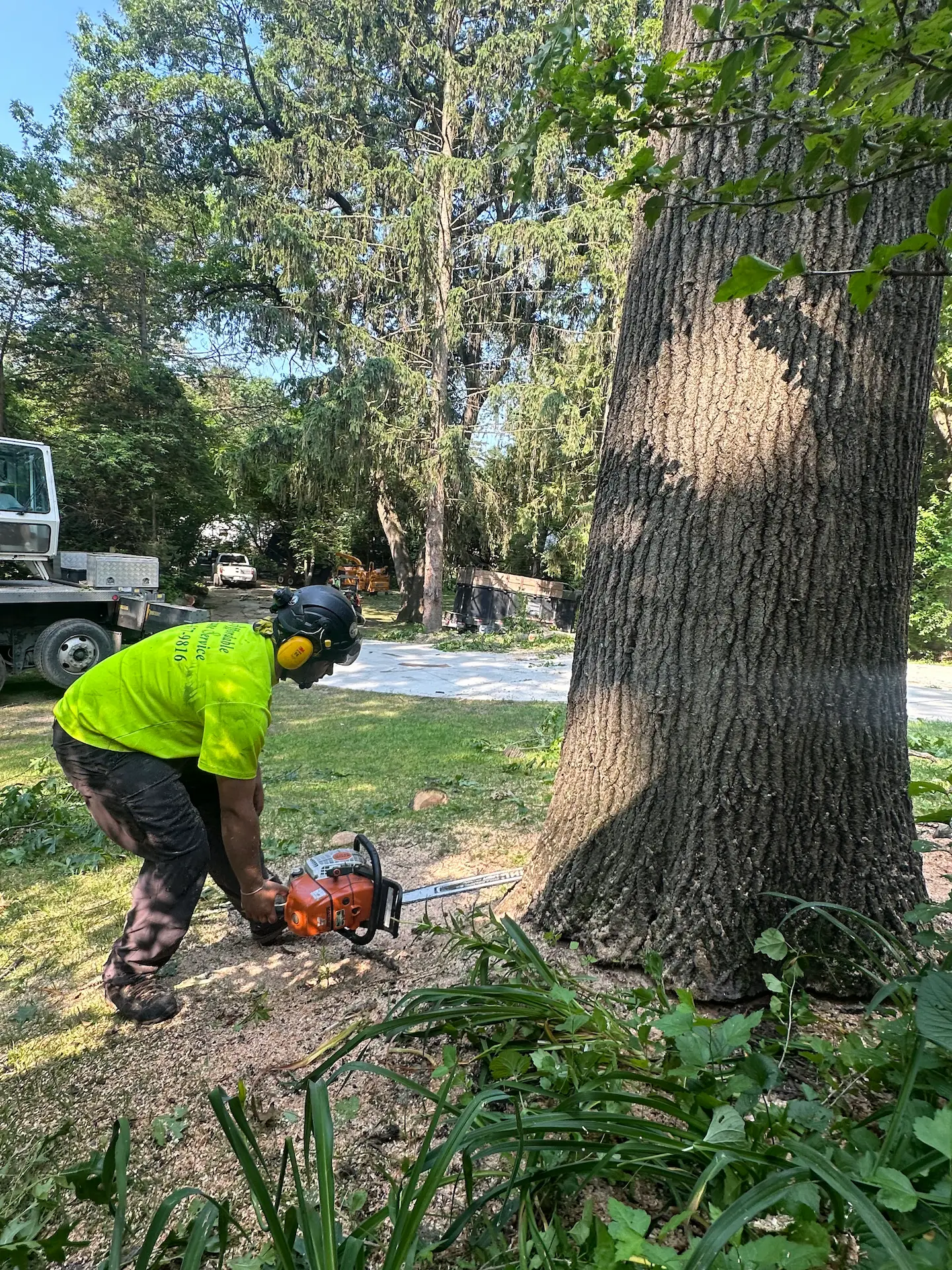 card service Arborist using chainsaw to cut down large tree