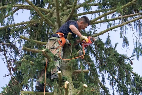 Arborist pruning tree branches with chainsaw, wearing safety harness.