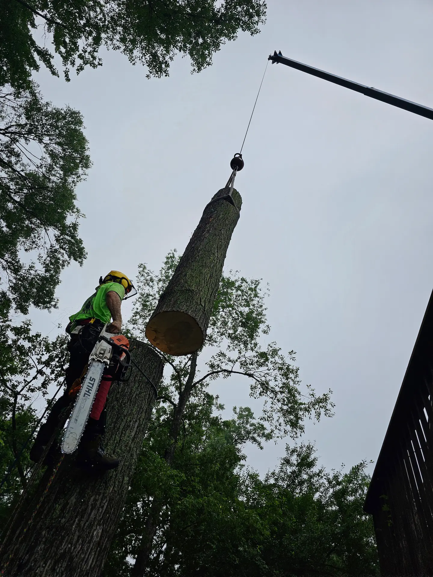 Arborist using chainsaw to remove large tree section lifted by crane.