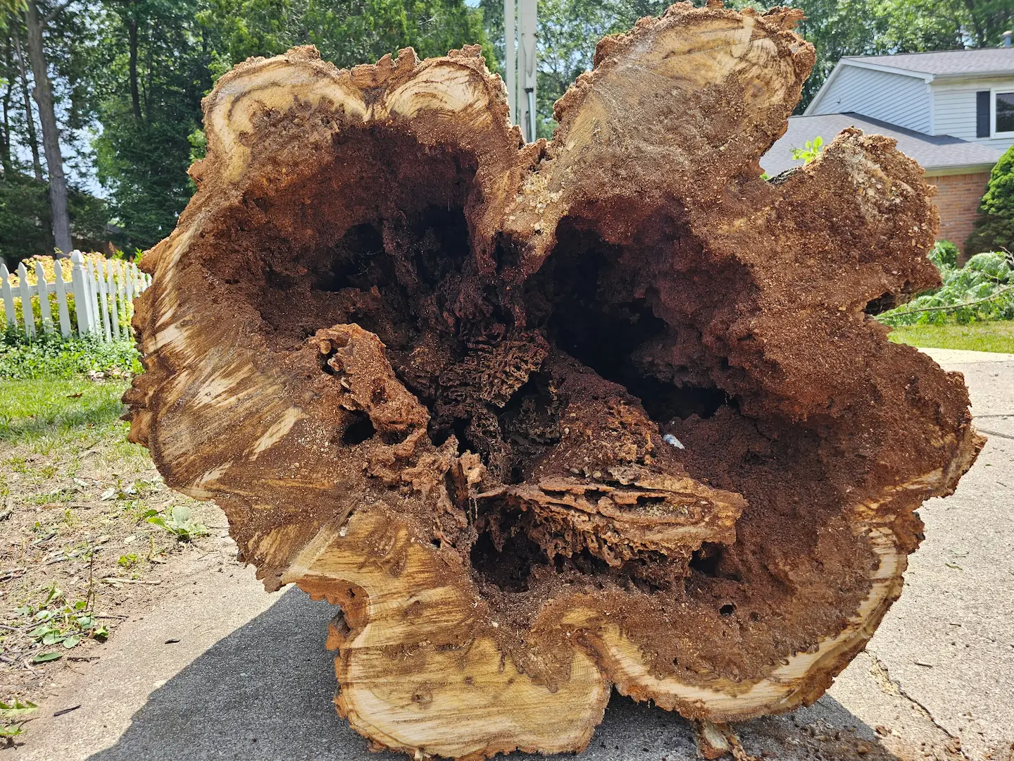 Damaged log